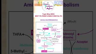 Amino acid metabolism Dr Anshul Aggarwal Concepts of Biochemistry by Aggarwal [upl. by Lenahs]