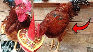 GALLO COMIENDO MAÍZ  Gallos Hermosos recibiendo su mejor alimentación balanceada  Mi Granja Jireh [upl. by Nirrak]