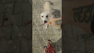 Street Dog Sher Singh is not scared or affected by any other Street Dog animals love dog nature [upl. by Vachil117]