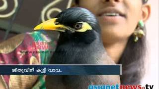 Mynah amazing bird that can imitate any sound ജീതുവിന്‌ കൂട്ട് വാവ [upl. by Adrianne]