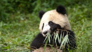 Panda Mother Teaches Cub How to Eat Bamboo  4KUHD  China Natures Ancient Kingdom  BBC Earth [upl. by Halimak844]