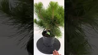 🌳PINUS THUNBERGII NUMERO 0253🌳 WWWBOHEBONSAICOM [upl. by Adlei]