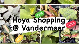 Hoya Shopping  Vandermeer Hoya Hoya Hoya [upl. by Faubert]