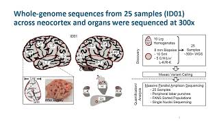 Clonal distributions during human neocortical development deciphered through brain somatic mosaicism [upl. by Tommie]