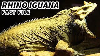 Rhinoceros Iguana Facts the IGUANA with a HORN 🦏 Animal Fact Files [upl. by Ynnel313]