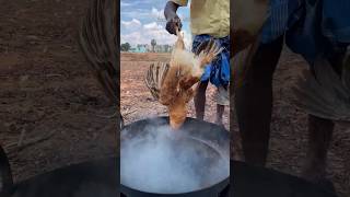 COUNTRY CHICKEN RECIPE  Country Chicken Pepper Fry chicken cooking shorts [upl. by Coopersmith]