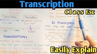 Transcription Process  Gene Expression  From DNA To mRNA  Class 12 Biology [upl. by Efar]