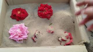 How to Dry Flowers Without Silica Gel Cheap Easy Way to Preserve Flowers [upl. by Ellinej247]