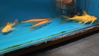 Golden Goonch Cat Fish at Monster Fish World Kolkata [upl. by Paola74]