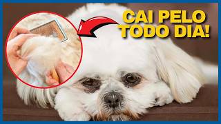 A DOENÇA QUE FAZ SEU PET PERDER PELO Hiperadrenocorticismo em cães Cushing em Cães Parte 22 [upl. by Nev]