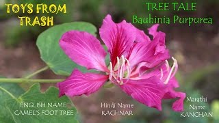 Tree Tale  Bauhinia Purpurea  Kannada [upl. by Conan]