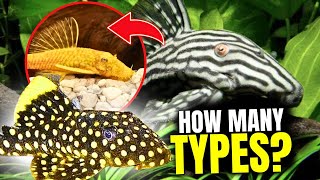 The 15 BEST Types Of Plecos [upl. by Keegan160]