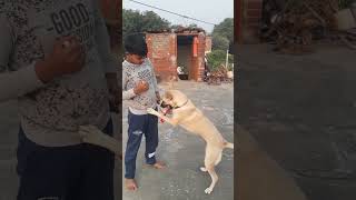 doggi masti timedoglover [upl. by Wake]