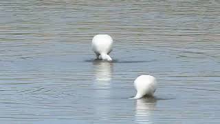 Spoonbills feeding [upl. by Ecinue]