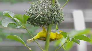 Weaver Bird Weaving A Nest  San Diego Zoo [upl. by Amie]