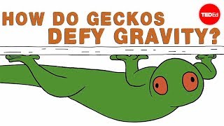 How do geckos defy gravity  Eleanor Nelsen [upl. by Anders]