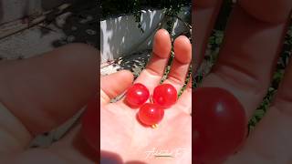 This is not a normal cherry  Surinam Cherry  Addicted To Nature [upl. by Eniladam]