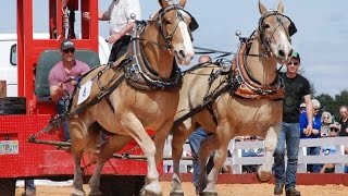 Gentle Giants  National Championship Draft Horse Pull [upl. by Yrret]