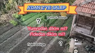 Salep fideden ve yumrudan dikim avantaj ve dezavantajları l Salep tarımı l Salep yetiştiriciliği [upl. by Fleeman662]