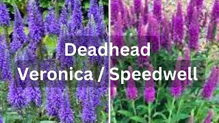 How To Deadhead Speedwell Veronica For More Flowers [upl. by Lletnahc]