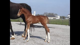 2024 KWPN Filly by Gaudi SSF Totilas x Lioline [upl. by Musa215]