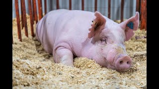 2024 Jr Fair Beef BreedingShowmanship Show [upl. by Carley]