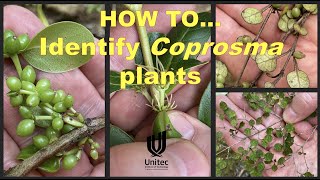 HOW TO identify Coprosma plants [upl. by Nalor307]