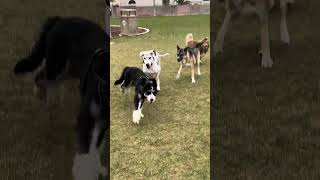 Crazy Dog Park Fail Pt 2 😭 [upl. by Etiam173]