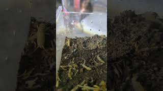 Plug Hole trapdoor spider feeding10 euoplos inornatus australia ytshorts spider furry [upl. by Najib]