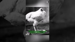 Mike the Headless Chicken 🐔🧟‍♂️  Manok na Walang Ulo Nabuhay 😨  iThink Pinoy [upl. by Mudenihc]