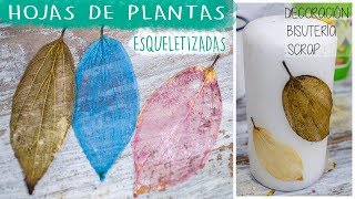 Esqueletiza hojas naturales con bicarbonato 🍃 Preciosas Leaf esqueleto [upl. by Storm]