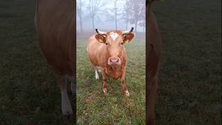 Rogata 🐂🐂🐂 farming animals cow rolnictwo [upl. by Gerge]