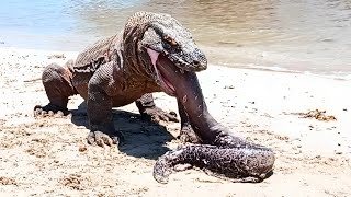 Komodo dragon was electrocuted by the eel komodovseel komodo eel [upl. by Hsiwhem685]