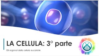 LA CELLULA 3°PARTE GLI ORGANULI CELLULARI [upl. by Dexter]