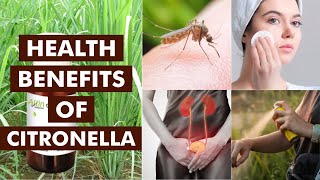 HEALTH BENEFITS OF CITRONELLA [upl. by Sacken139]