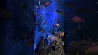 travel belgium blankenberge touraquarium fish sonar [upl. by Lynea849]