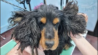 Grooming A Cocker Spaniel With Very Matted Ears [upl. by Ahsart]