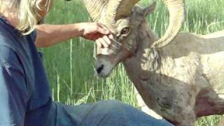 Guy pets Bam Bam the Bighorn Sheep [upl. by Aicatsue449]