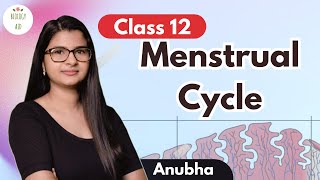 Class 12 Menstrual Cycle under 5 mins [upl. by Leuamme42]