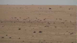 Addax in the Sahara Desert [upl. by Kei595]