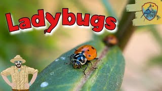 Amazing Ladybug Facts For Kids  Kids Nature Show [upl. by Gilson499]