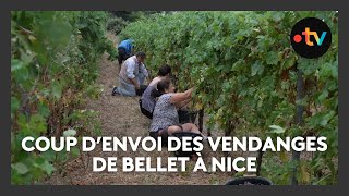 Coup denvoi des vendanges de Bellet à Nice [upl. by Warga]