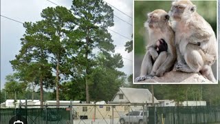 Monkeys escape in South Carolinamonkeyssouthcarolinablacknewsfbascarytest [upl. by Targett19]