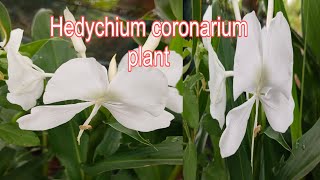 Hedychium coronarium plant white ginger lily nature beautifulnature flower [upl. by Llertnod]