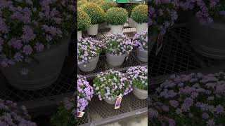 Fall Diy Decorating Ideas Mums Asterslowesplants frontporchdecor [upl. by Netsyrc]