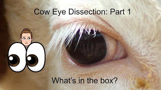 Cow Eye Dissection Part 1 Whats in the Box anatomy and physiology lesson [upl. by Dnomyar]