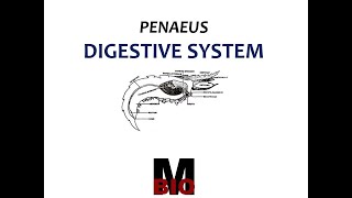 PENAEUS  DIGESTIVE SYSTEM [upl. by Mahmud847]