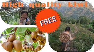 Good quality kiwi fruits picking किवी टिप्दै kiwifruit naturalfruit rurallife nepal [upl. by Nnarual970]