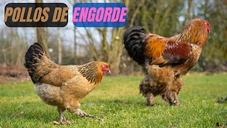 🐔🐓 Pollos de Engorde Cría y manejo para principiantes [upl. by Jasik177]