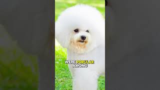 Bichon Frise quotTop 5 Fun Facts About Bichon Frise [upl. by Ronalda]